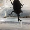 第1号はカブトムシのオス