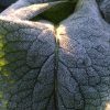 あぜ道の雑草に初霜