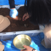 カブトムシの幼虫の観察